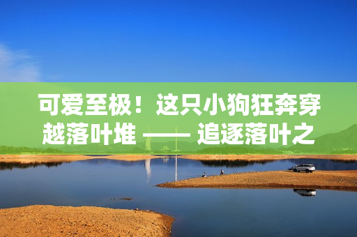 可爱至极！这只小狗狂奔穿越落叶堆 —— 追逐落叶之旅：超级可爱小狗狂奔视频
