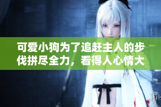 可爱小狗为了追赶主人的步伐拼尽全力，看得人心情大好